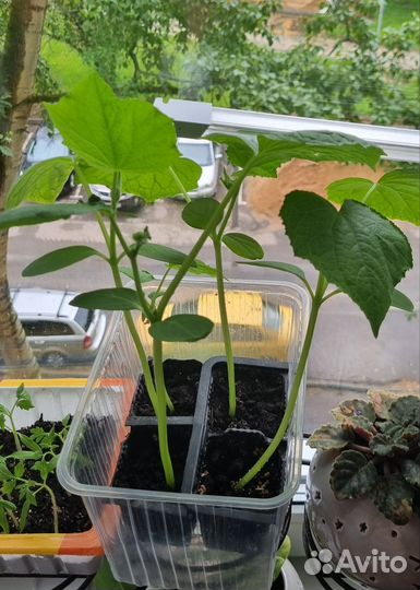 Рассада помидор, огурцы, перец
