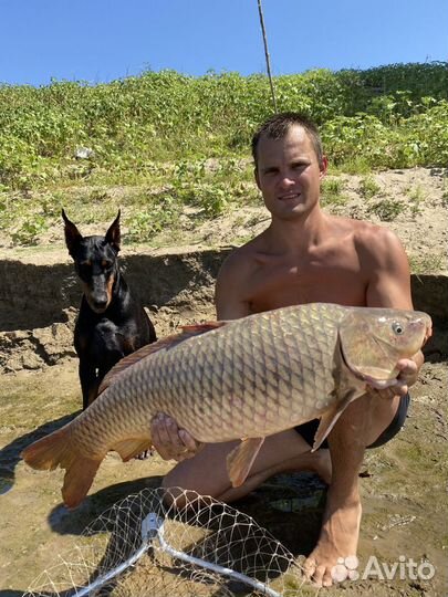 Жмых самодельный макуха