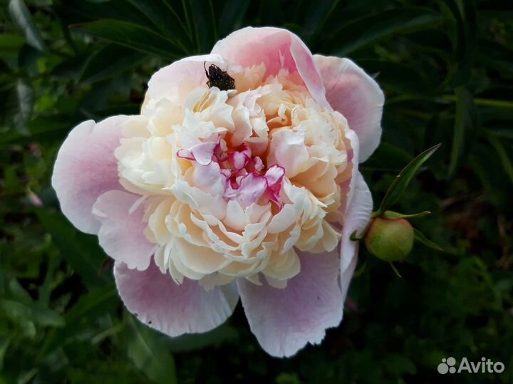 Пионы бронирование на осень (7 сортов)