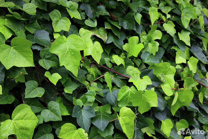 Плющ европейский (хедера), продаю
