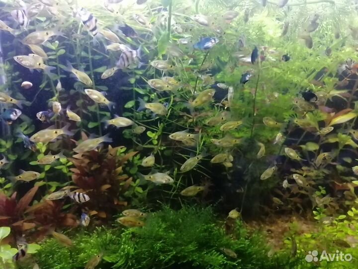 Аквариумные рыбки