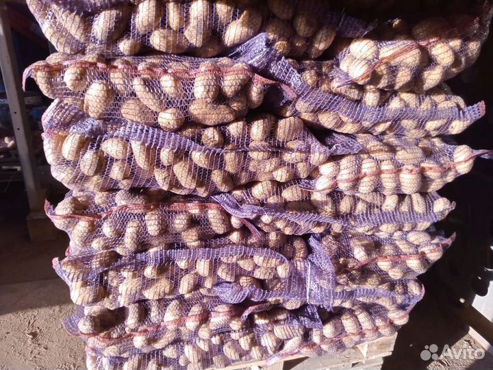 Королева анна опт