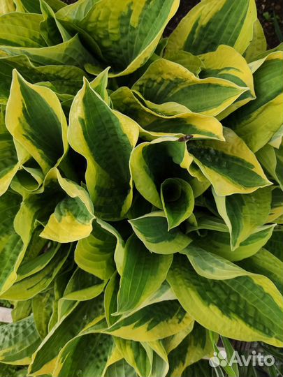 Хосты 5 сортов