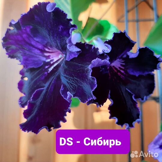 Стрептокарпусы