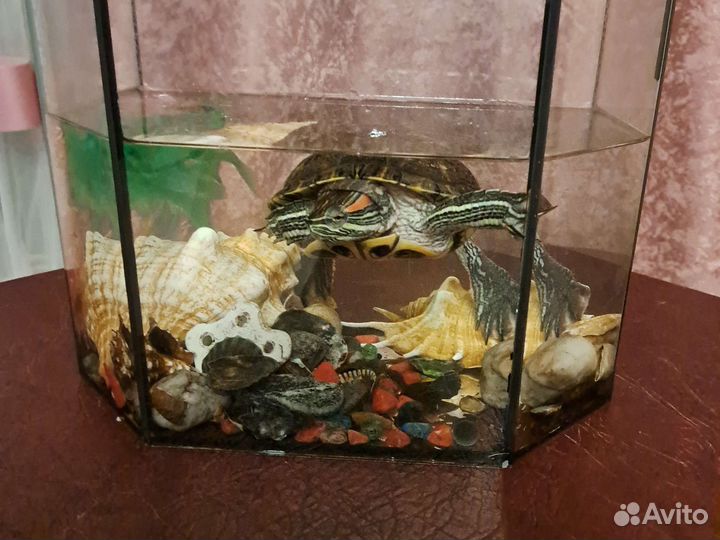Красноухая черепаха бесплатно