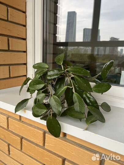 Хойя. Взрослое растение, два сорта