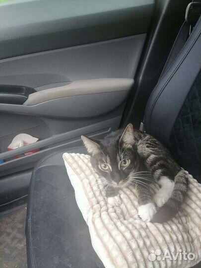 Зоотакси. Перевозка животных