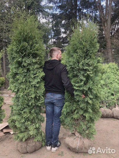 Туи брабант колумна разные размеры