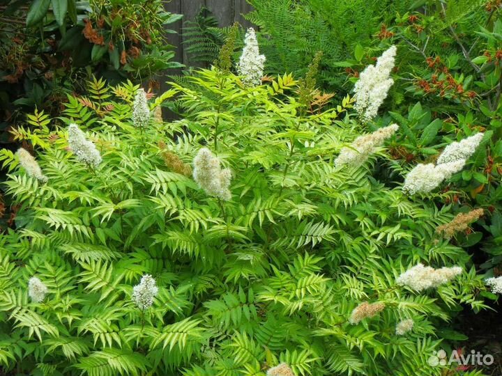 Черенки Спиреи рябинолистной(рябинник)