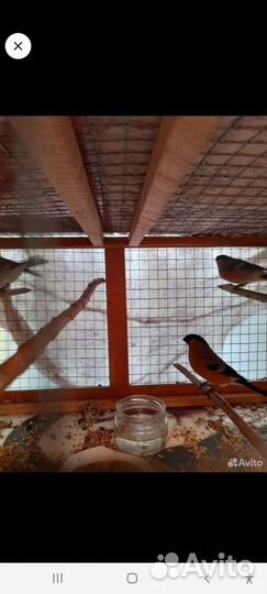 Певчие лесные птицы