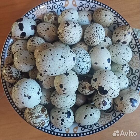 Яйца перепелиные