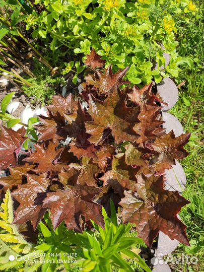 Гейхеры, медуница, брунера