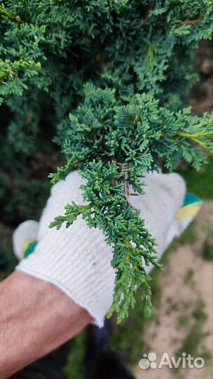 Декоративные многолетние растения