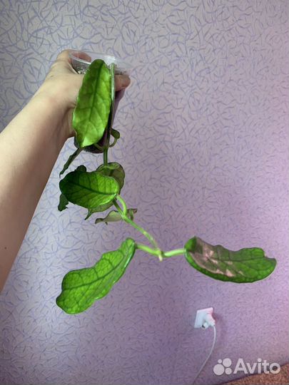Хойя