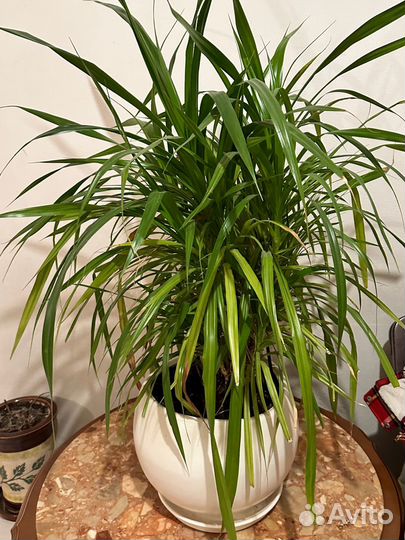 Растение высотой более полуметра