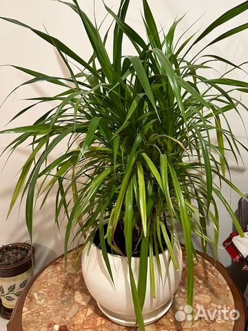 Растение высотой более полуметра