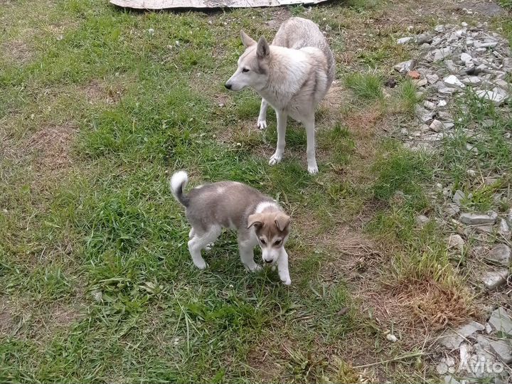 Лайка щенок