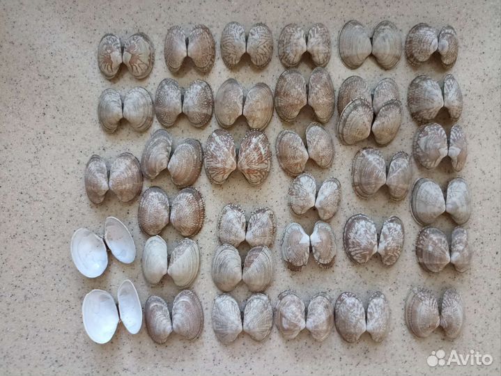 Ракушка океаническая