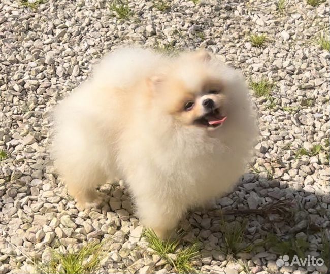 Померанский шпиц мини