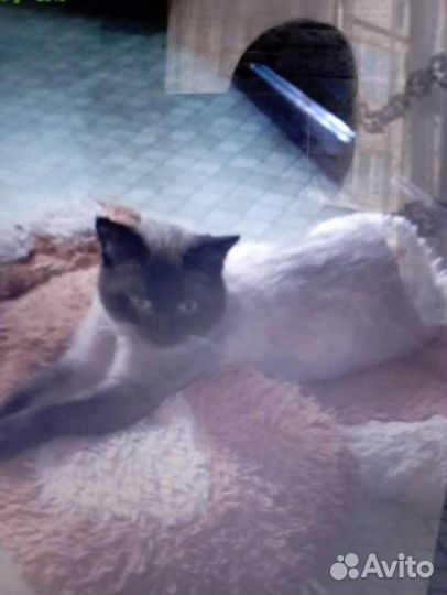 Отдам кота в добрые руки