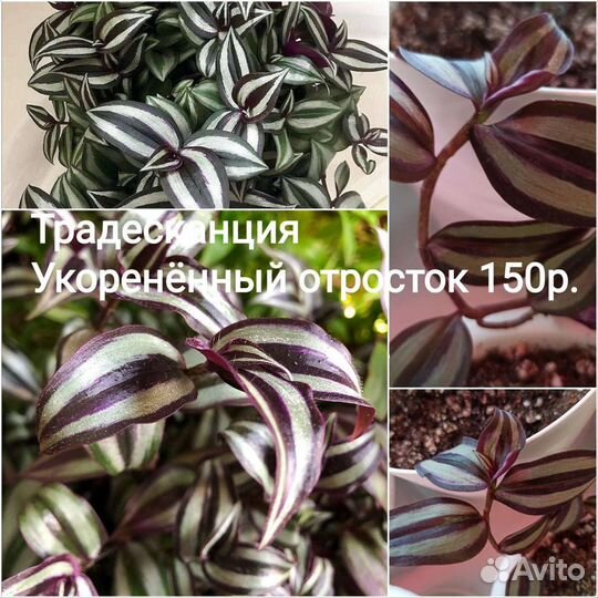 Пеларгония герань