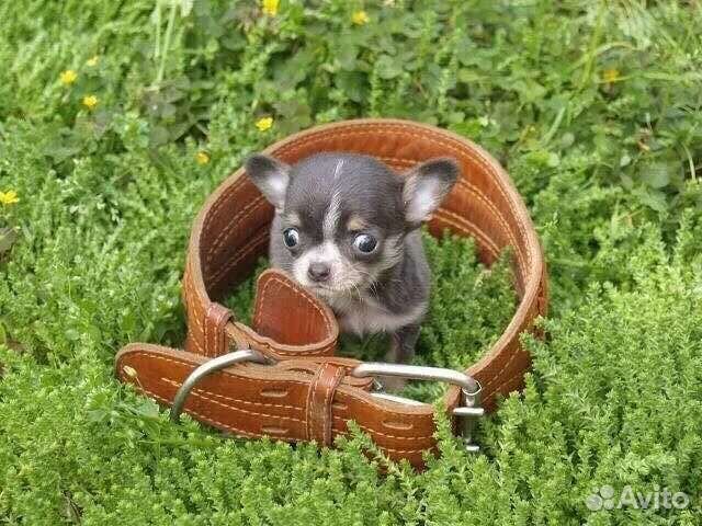 Ошейник для собак