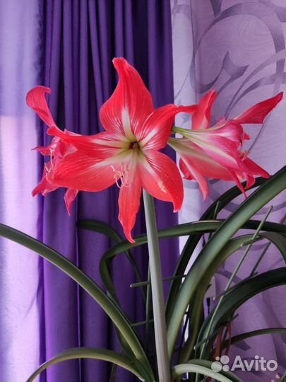 Цветок аморалис