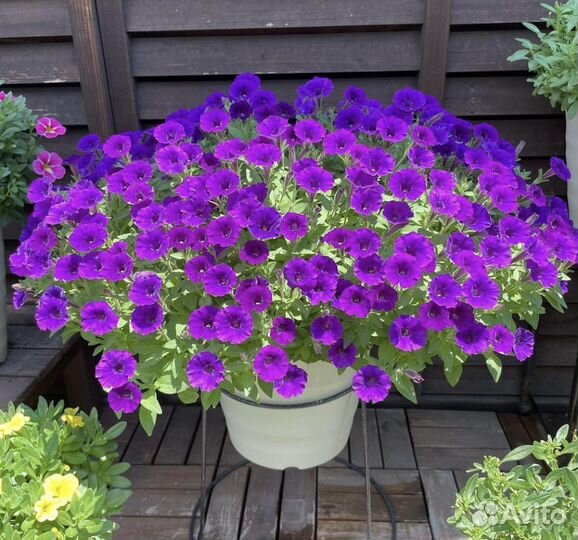 Калибрахоа и петуния черенки(есть доставка)