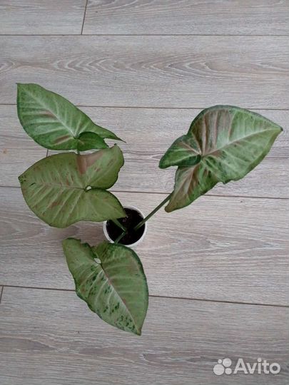 Сингониумы