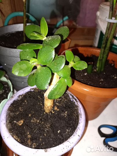 Толстянка (Денежное дерево)