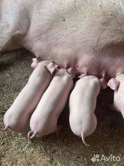 Поросята породы см 1