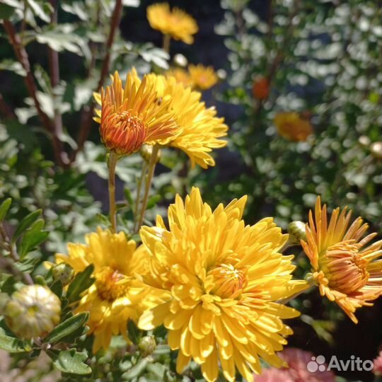 Хризантема