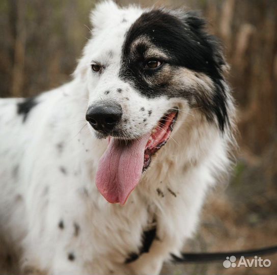 Роскошный пёс Елисей ищет хозяина