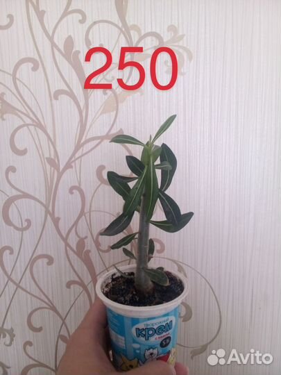 Продам цветы домашние