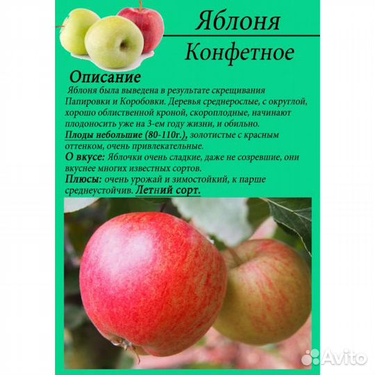 Летние сорта яблонь 2, 3 года