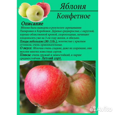 Летние сорта яблонь 2, 3 года