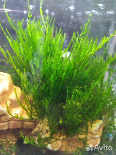 Яванский мох