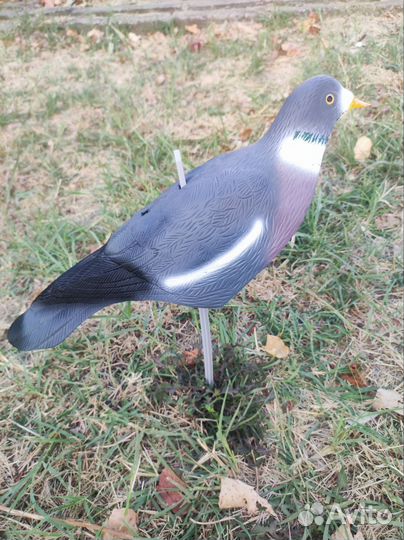 Чучела-скорлупки голубя Вяхиря Полесник