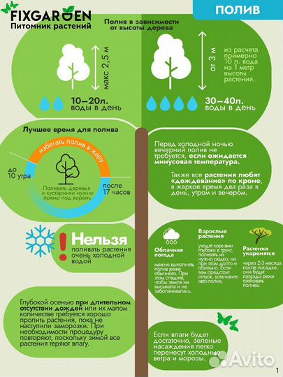 Яблоня декоративная Высота от 100см