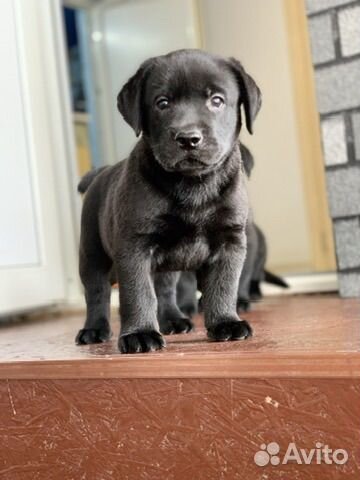 Лабрадор ретривер