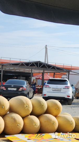 Арбуз оптом и розницу