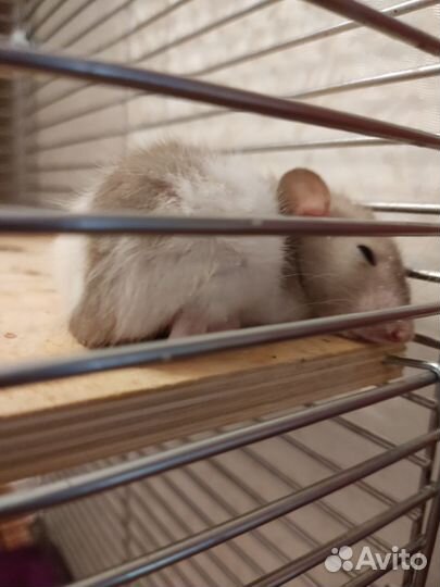 Крысята дамбо