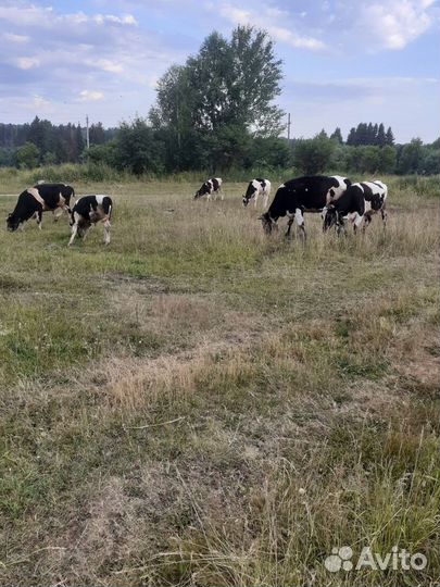 Корова стельная дойная,первотелка.Бык 11 месяцев