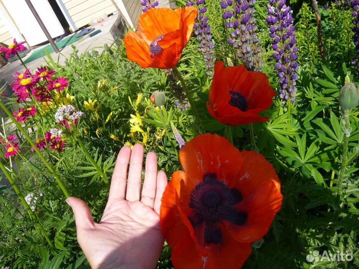 Красный мак Садовый