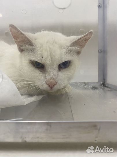 Турецкая ангора кхао мани белая кошка