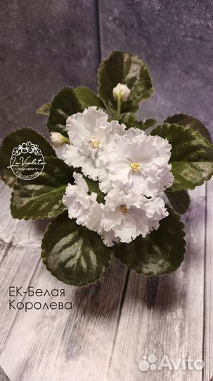 Сортовые фиалки