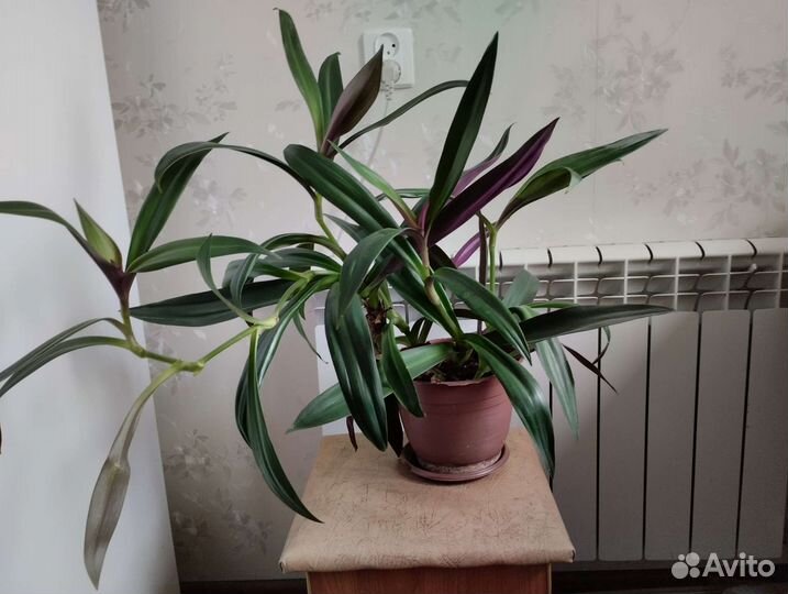 Традесканция рэо