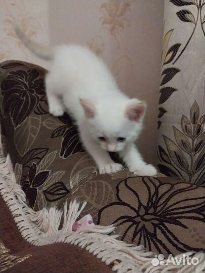 Котенок мальчик в дар