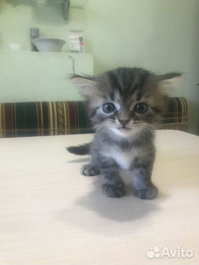 Отдам в добрые руки