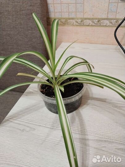 Хлорофитум